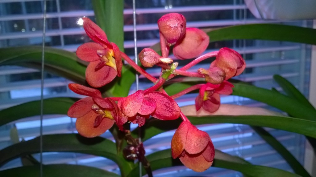 ss vanda tempt 2