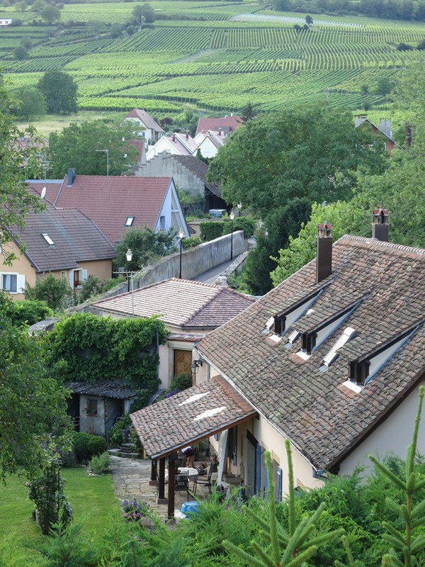 Alsacen maisema on rauhallinen, jossa kapeat kylätiet puikkelehtivat omakotitalojen välissä ja viinitarhat kuuluvat saumattomasti kylän miljööseen.