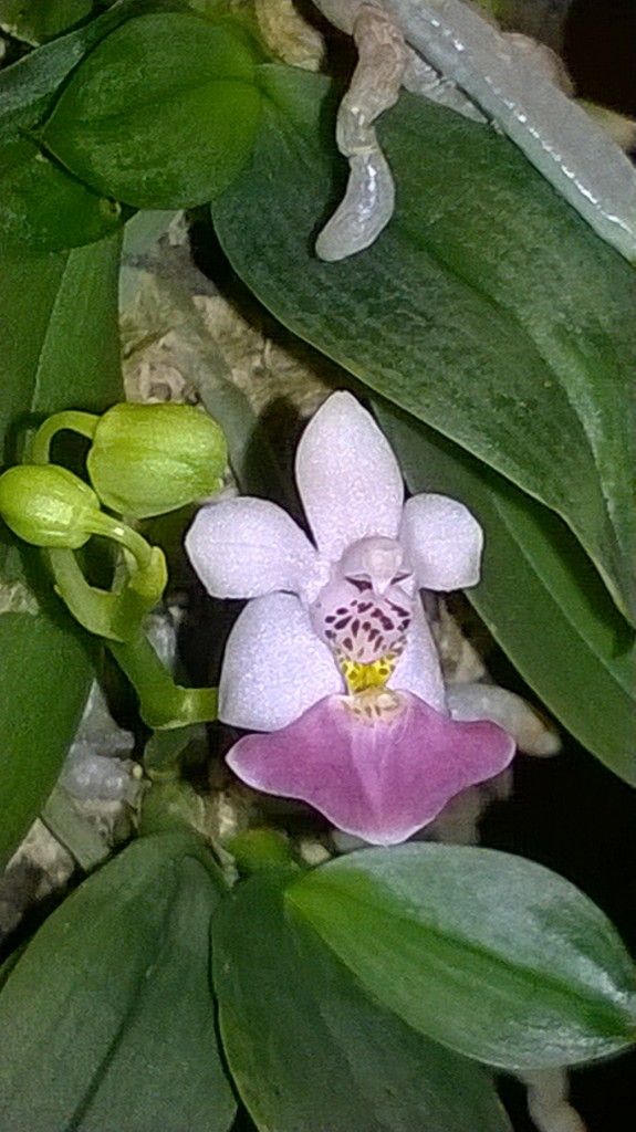 ss phalaenopsis parishii kukalla