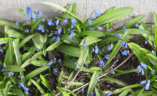 Kevään ensimmäiset liljat aukeavat talon vierustalla lämpimässä paikassa.