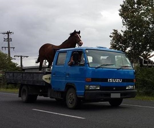 horse-on-truck-in-northland