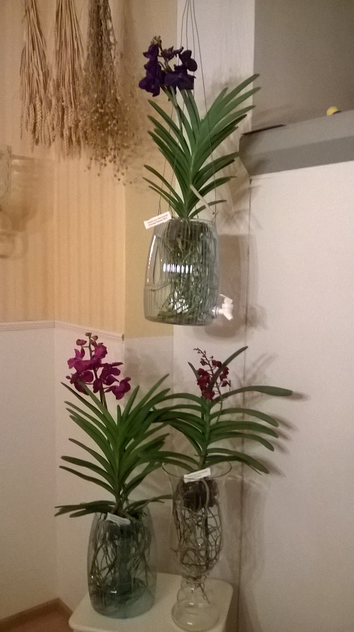 ss-orkidearuukkuja